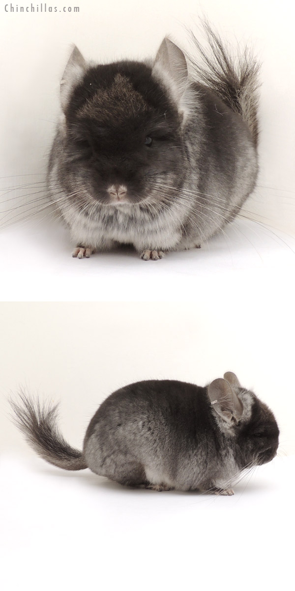 Chinchilla or related item offered for sale or export on Chinchillas.com - 14081 Black Velvet  Royal Persian Angora Male Chinchilla