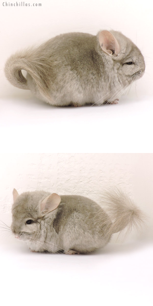 Chinchilla or related item offered for sale or export on Chinchillas.com - 14143 Beige  Royal Persian Angora Female Chinchilla