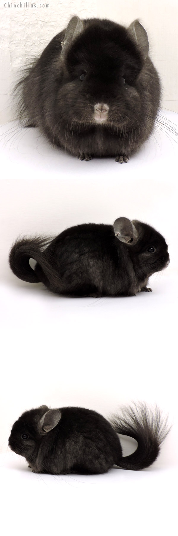 Chinchilla or related item offered for sale or export on Chinchillas.com - 14167 Exceptional Ebony  Royal Persian Angora Female Chinchilla