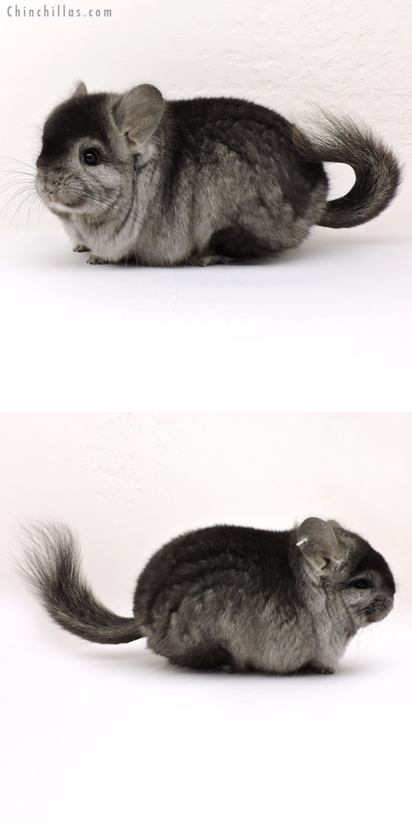 Chinchilla or related item offered for sale or export on Chinchillas.com - 14160 Exceptional Ebony  Royal Persian Angora Male Chinchilla