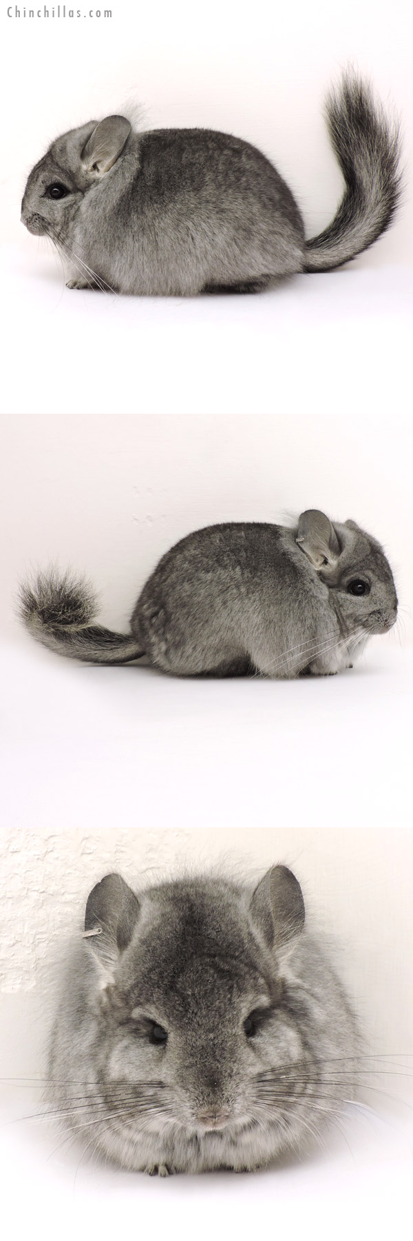 Chinchilla or related item offered for sale or export on Chinchillas.com - 14176 Standard  Royal Persian Angora Female Chinchilla with Lion Mane