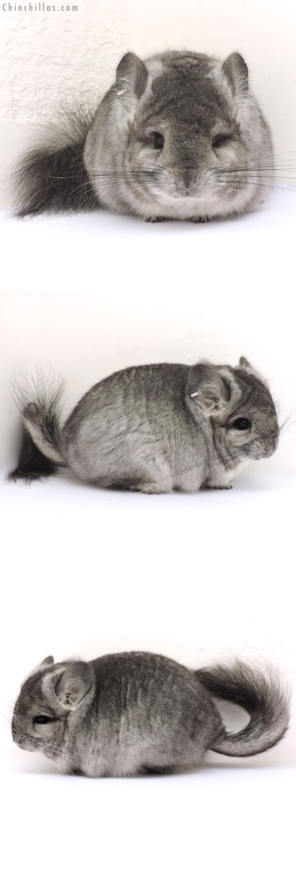 Chinchilla or related item offered for sale or export on Chinchillas.com - 14189 Standard Royal Persian Angora Female Chinchilla