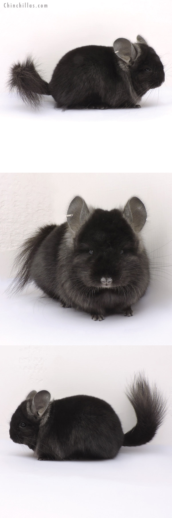 Chinchilla or related item offered for sale or export on Chinchillas.com - 14346 Ebony  Royal Persian Angora Female Chinchilla