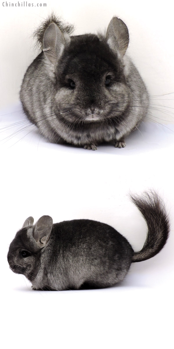 Chinchilla or related item offered for sale or export on Chinchillas.com - 14356 Ebony  Royal Persian Angora Female Chinchilla