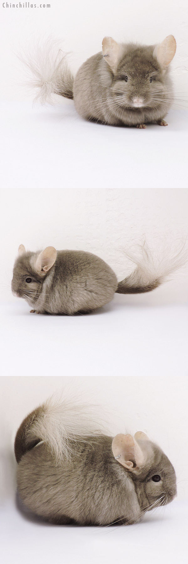 Chinchilla or related item offered for sale or export on Chinchillas.com - 15025 Rare Tan  Royal Persian Angora Male Chinchilla