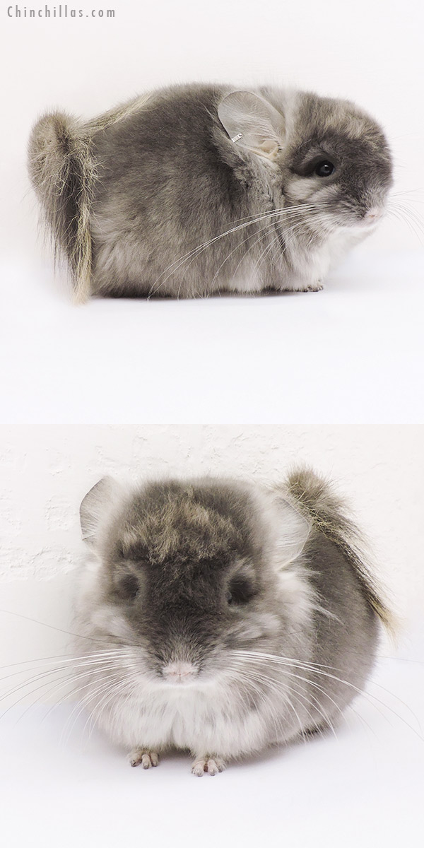 Chinchilla or related item offered for sale or export on Chinchillas.com - 15042 Exceptional Violet  Royal Persian Angora Male Chinchilla