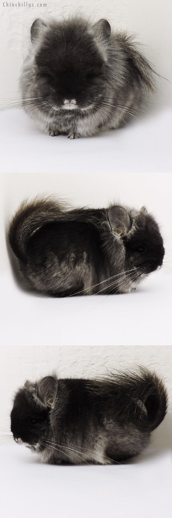 Chinchilla or related item offered for sale or export on Chinchillas.com - 15229 Exceptional Black Velvet  Royal Persian Angora Male Chinchilla w/ Lion Mane & Ear Tufts