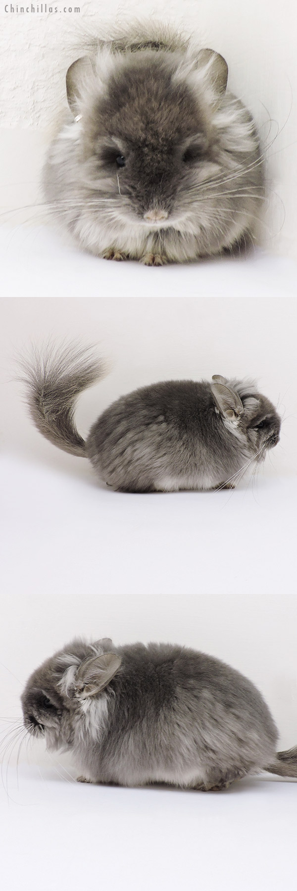 Chinchilla or related item offered for sale or export on Chinchillas.com - 16138 Exceptional TOV Violet G2  Royal Persian Angora Male Chinchilla w/ full lion mane and ear tufts