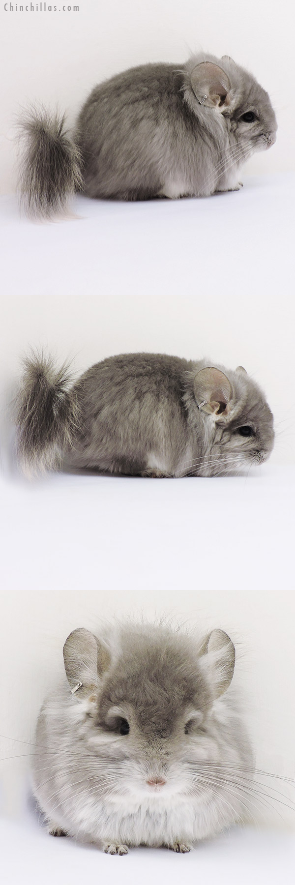 Chinchilla or related item offered for sale or export on Chinchillas.com - 16203 Exceptional Violet  Royal Persian Angora Male Chinchilla with Lion Mane