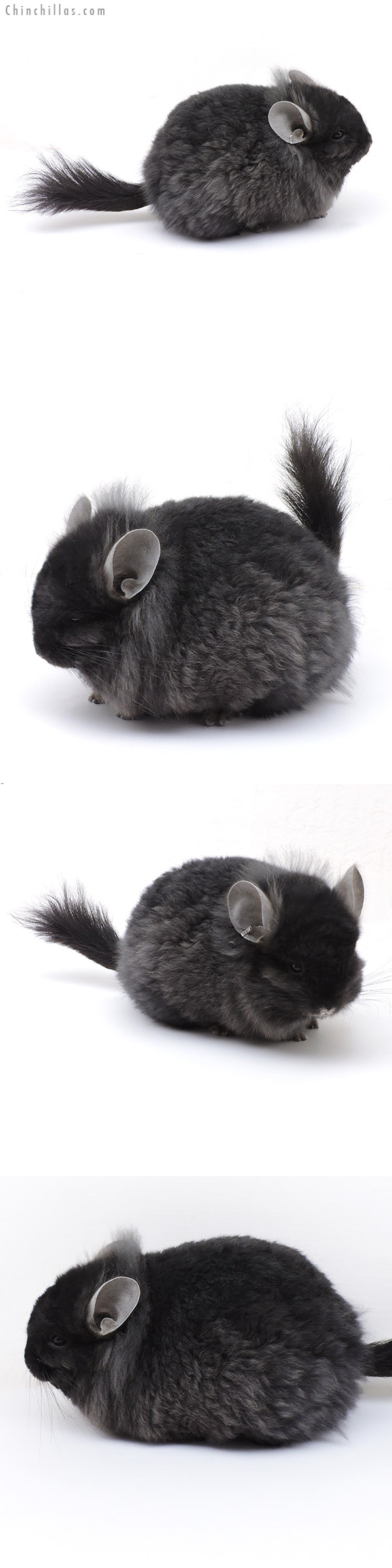 17028 Exceptional Ebony  Royal Imperial Angora Male Chinchilla with Lion Mane