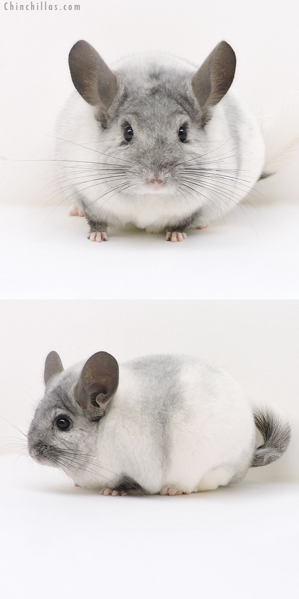 17146 Large Top Show Quality White Mosaic Male Chinchilla