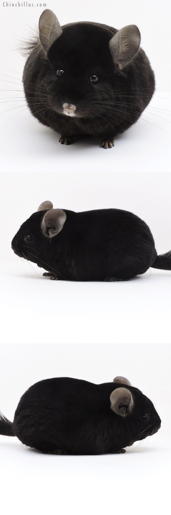 Chinchilla or related item offered for sale or export on Chinchillas.com - 17341 Blocky Herd Improvement Quality Ebony Male Chinchilla