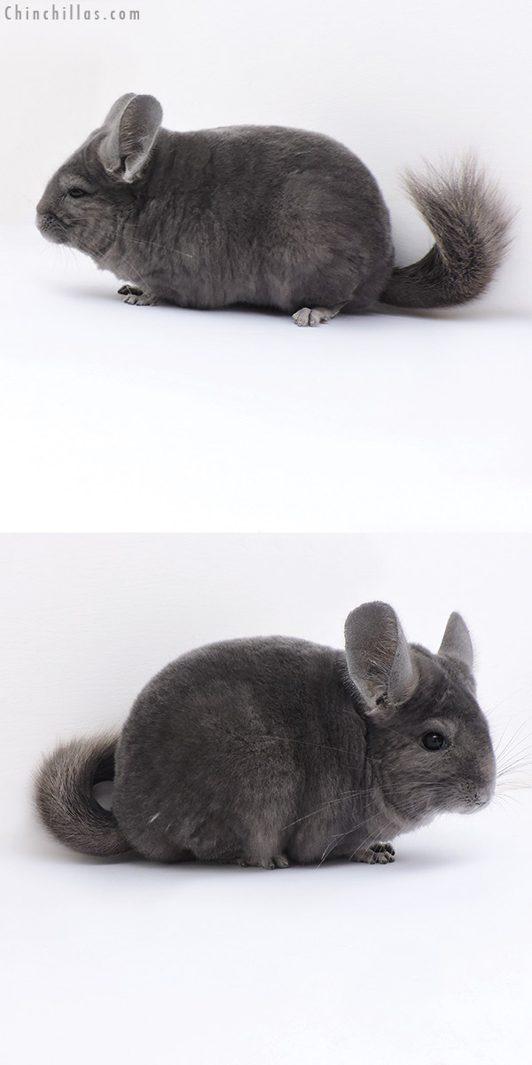 Chinchilla or related item offered for sale or export on Chinchillas.com - 17382 Show Quality Wrap Around Violet Female Chinchilla