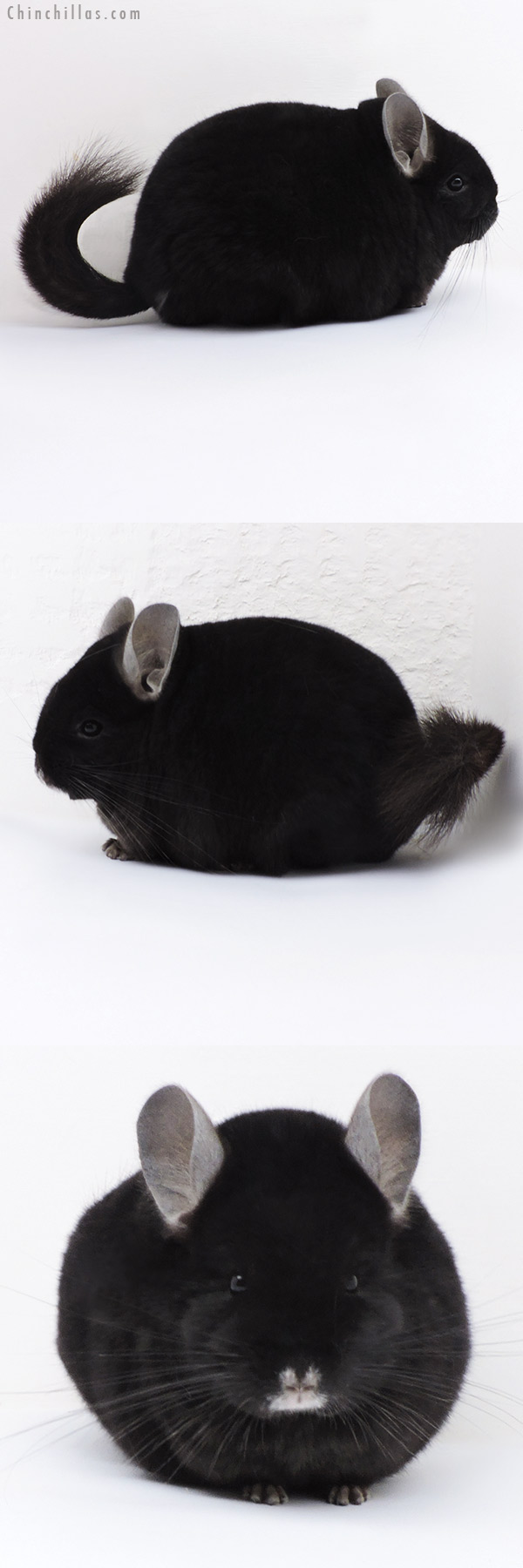 Chinchilla or related item offered for sale or export on Chinchillas.com - 17411 Blocky Premium Production Quality Ebony Female Chinchilla
