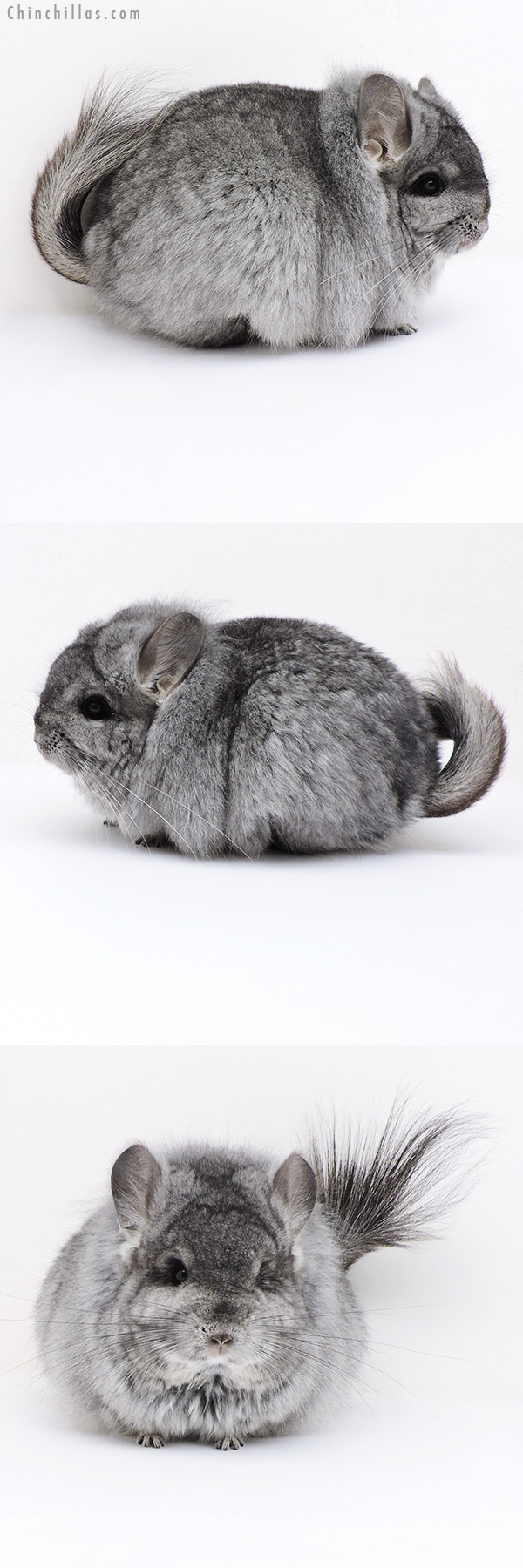 18024 Large Blocky Exceptional Standard  Royal Persian Angora Female Chinchilla with Lion Mane