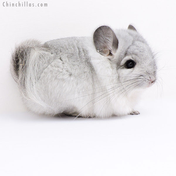 Chinchilla or related item offered for sale or export on Chinchillas.com - 18060 Exceptional Silver  Royal Persian Angora Male Chinchilla