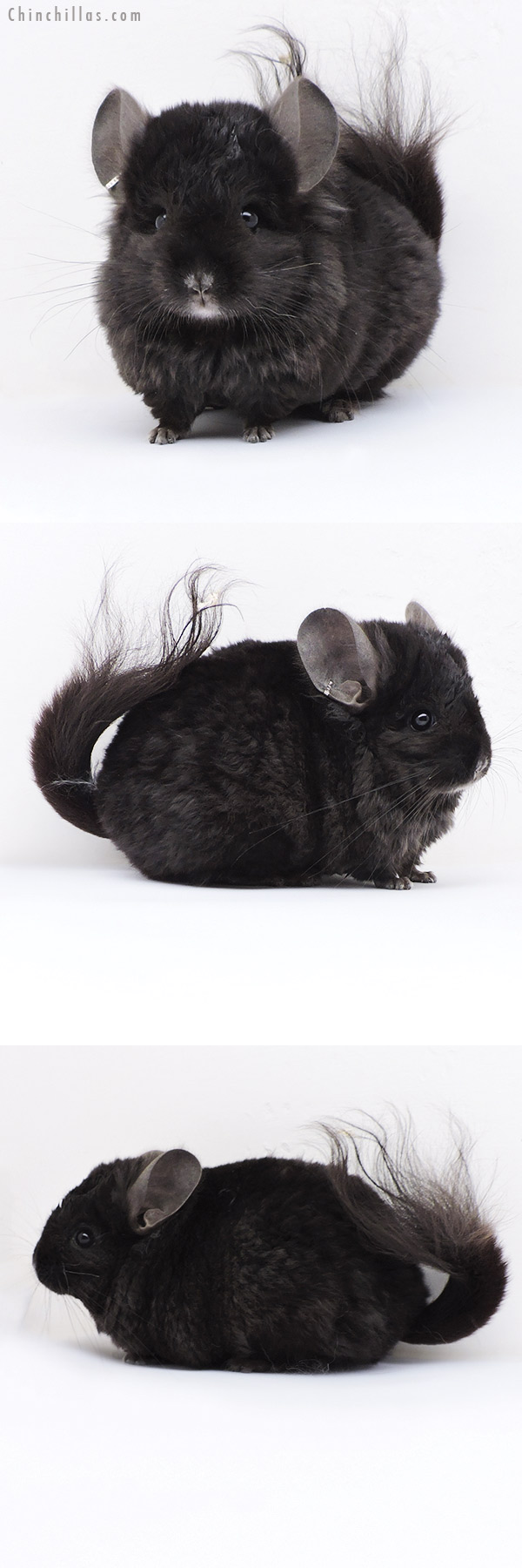 Chinchilla or related item offered for sale or export on Chinchillas.com - 18067 Ebony  Royal Imperial Angora Male Chinchilla