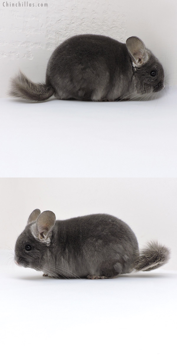 Chinchilla or related item offered for sale or export on Chinchillas.com - 18123 Show Quality TOV Wrap Around Violet Male Chinchilla