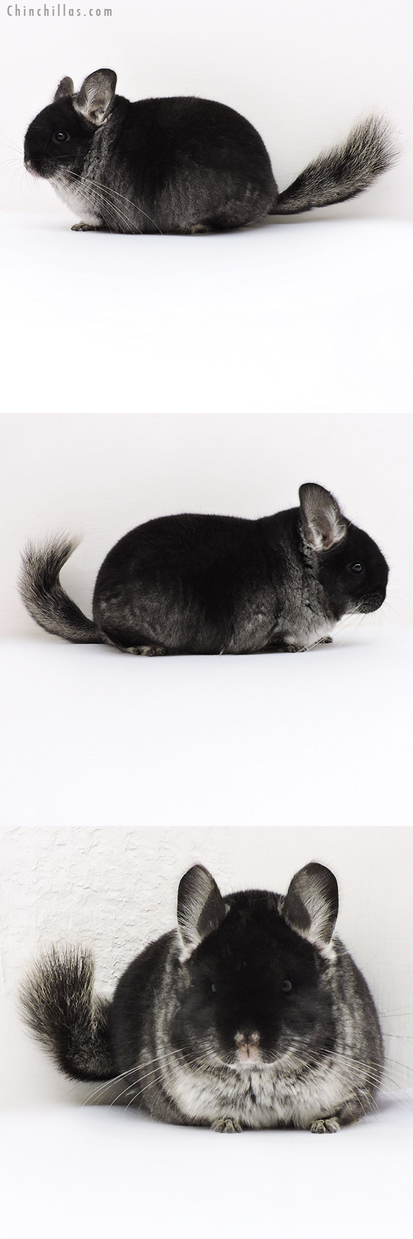 Chinchilla or related item offered for sale or export on Chinchillas.com - 18138 Large Brevi Type Premium Production Quality Black Velvet Female Chinchilla