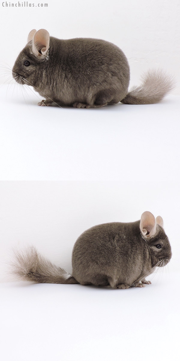 Chinchilla or related item offered for sale or export on Chinchillas.com - 18145 Large Blocky Show Quality Tan Male Chinchilla