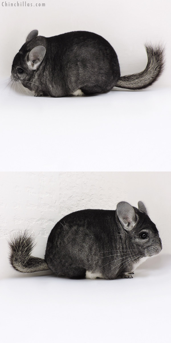 Chinchilla or related item offered for sale or export on Chinchillas.com - 18153 Blocky Premium Production Quality Standard Female Chinchilla
