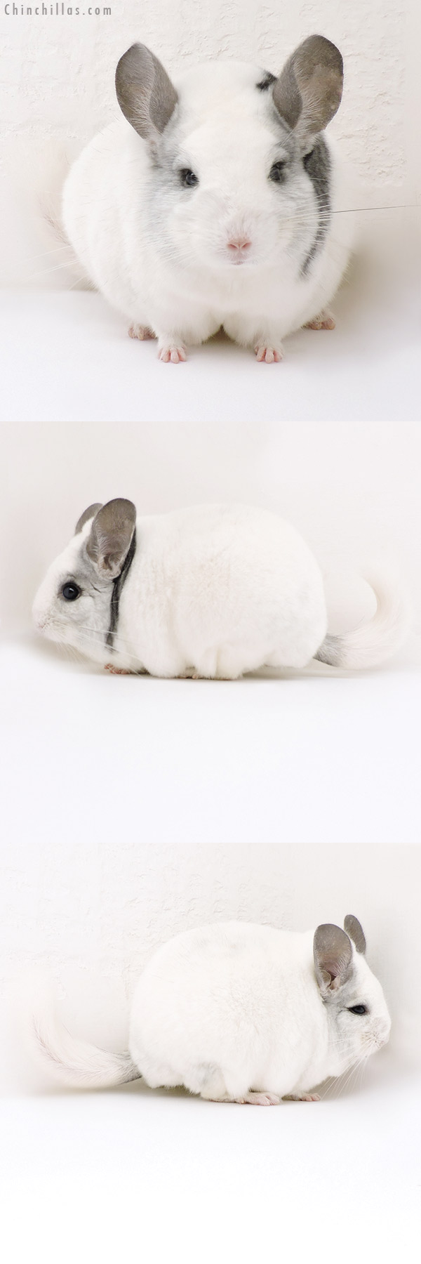 Chinchilla or related item offered for sale or export on Chinchillas.com - 18148 Large Blocky Herd Improvement Quality Extreme White Mosaic Male Chinchilla
