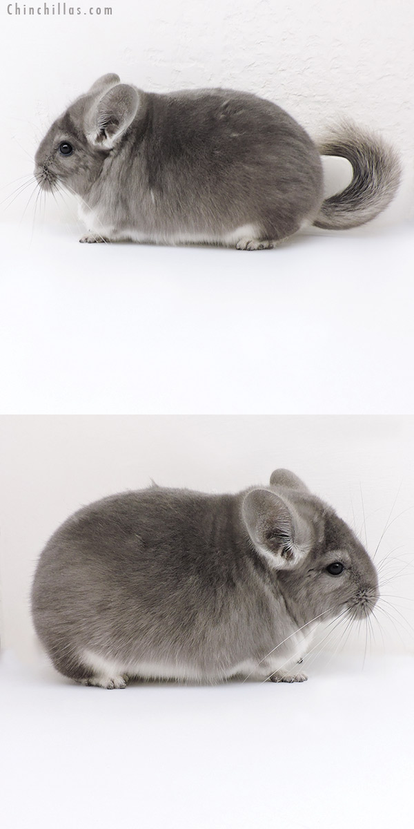 Chinchilla or related item offered for sale or export on Chinchillas.com - 18146 Extra Large Blocky Top Show Quality Violet Male Chinchilla
