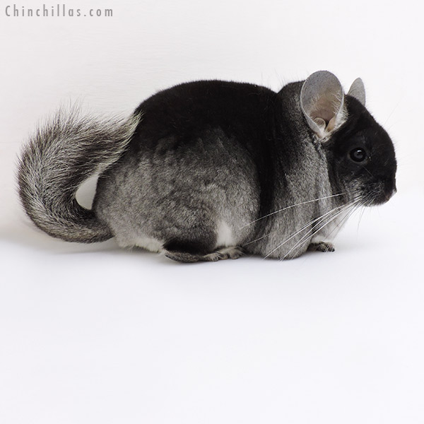 Chinchilla or related item offered for sale or export on Chinchillas.com - 18150 Show Quality Black Velvet ( Violet Carrier ) Male Chinchilla
