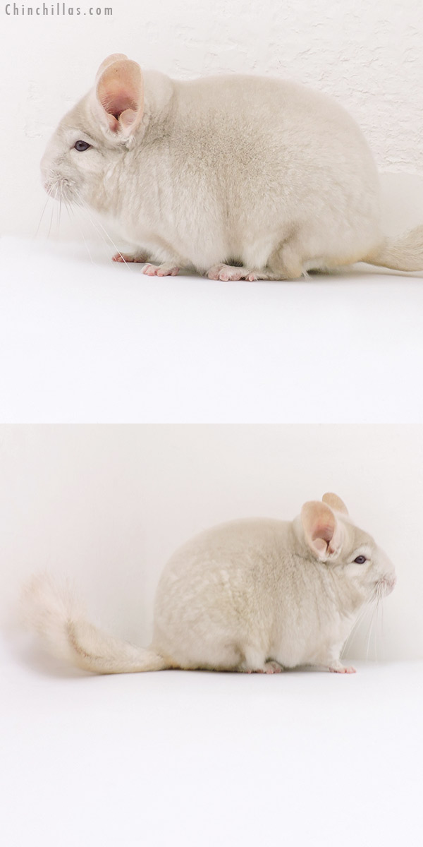 Chinchilla or related item offered for sale or export on Chinchillas.com - 18151 Blocky Herd Improvement Quality Homo Beige Male Chinchilla