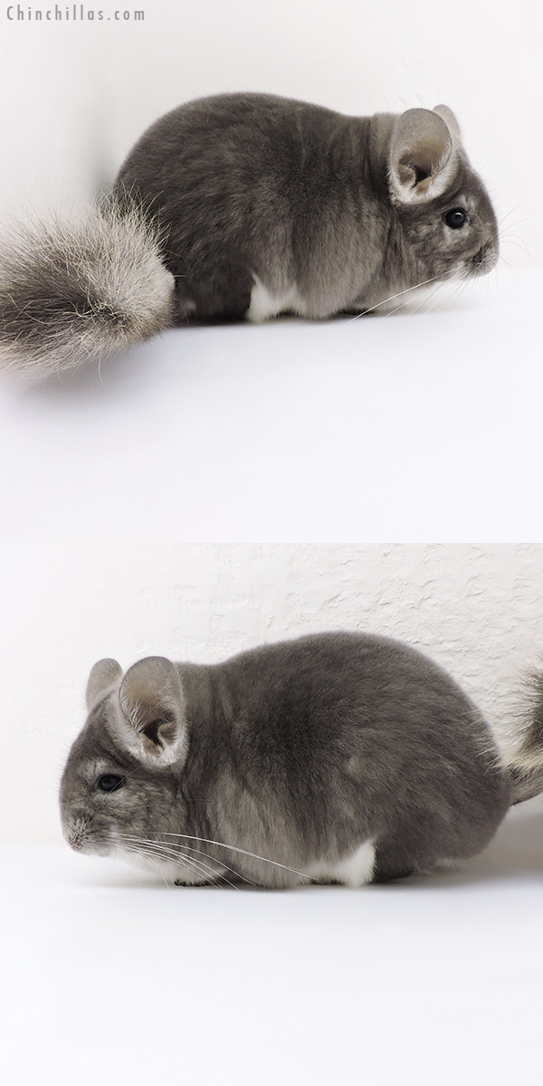 Chinchilla or related item offered for sale or export on Chinchillas.com - 18157 Blocky Premium Production Quality Violet Female Chinchilla