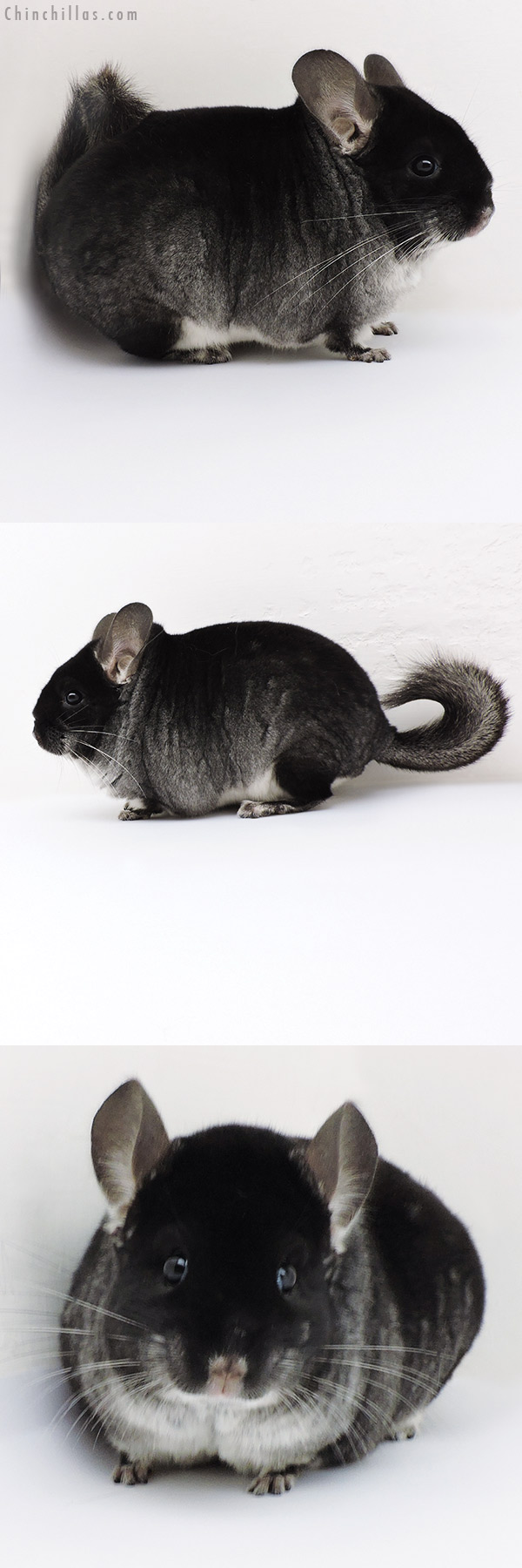 Chinchilla or related item offered for sale or export on Chinchillas.com - 18186 Large Top Show Quality Black Velvet ( Violet & Sapphire Carrier ) Male Chinchilla