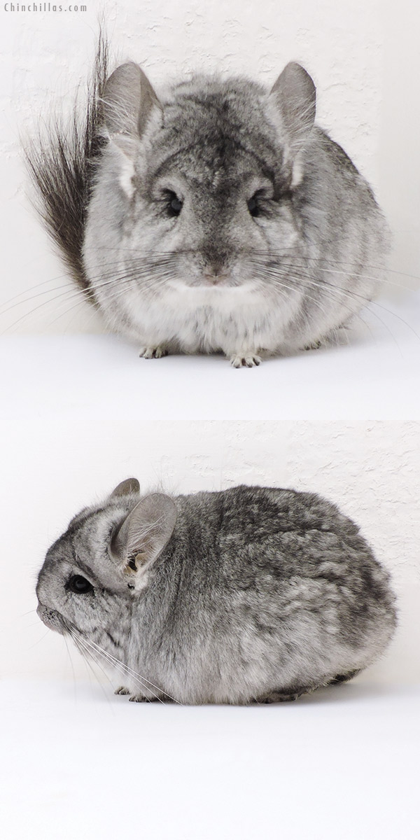 Chinchilla or related item offered for sale or export on Chinchillas.com - 18174 Exceptional Standard ( Violet Carrier )  Royal Persian Angora Female Chinchilla