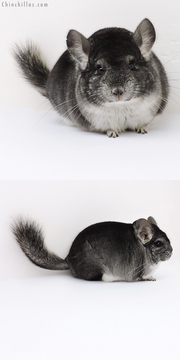 Chinchilla or related item offered for sale or export on Chinchillas.com - 18185 Large Blocky Herd Improvement Quality Standard Male Chinchilla