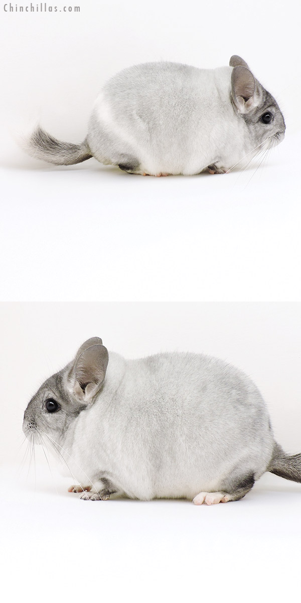Chinchilla or related item offered for sale or export on Chinchillas.com - 18193 Large Blocky Premium Production Quality Silver Mosaic Female Chinchilla