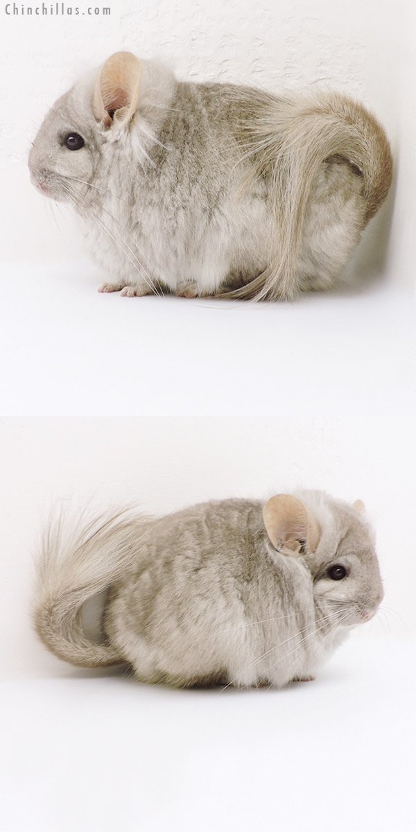 Chinchilla or related item offered for sale or export on Chinchillas.com - 18179 Exceptional Beige  Royal Persian Angora Female Chinchilla with Lion Mane