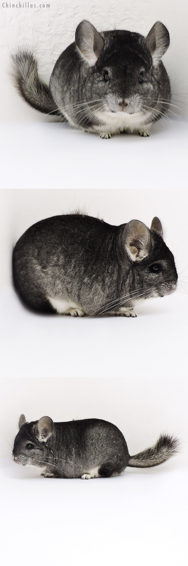 Chinchilla or related item offered for sale or export on Chinchillas.com - 18183 Blocky Premium Production Quality Standard Female Chinchilla