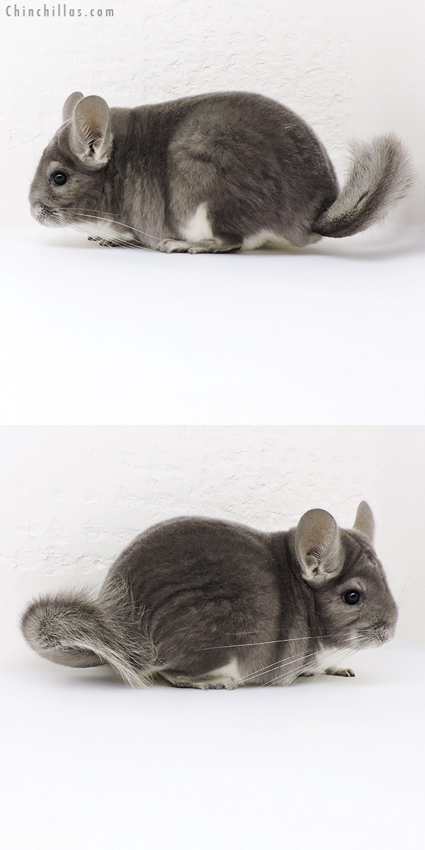 Chinchilla or related item offered for sale or export on Chinchillas.com - 18191 Large Premium Production Quality Violet Female Chinchilla