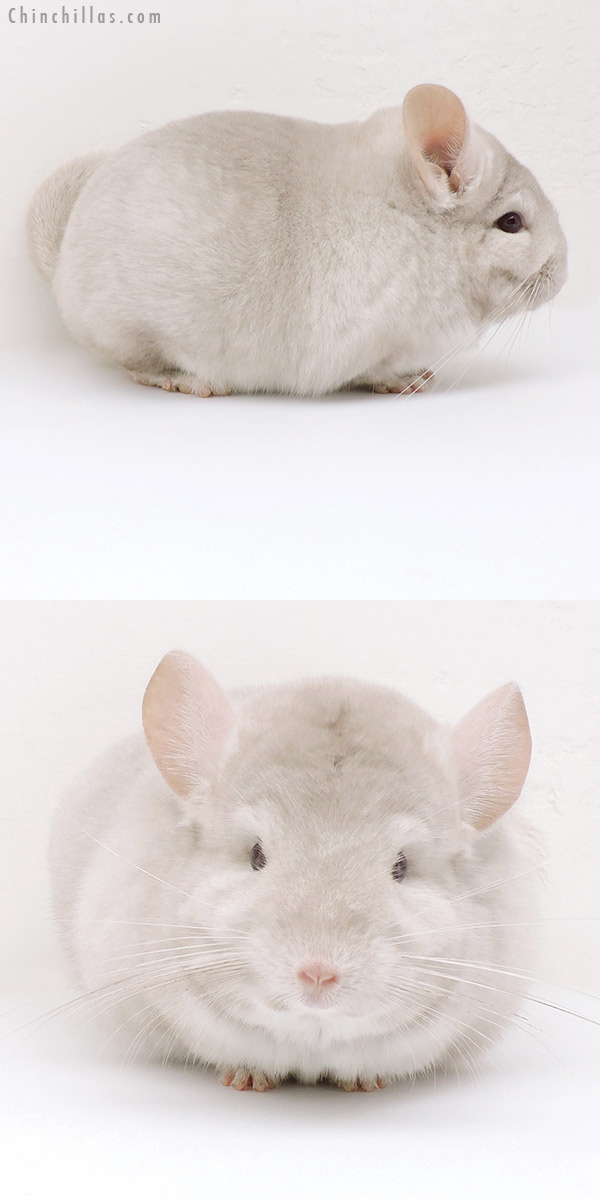 Chinchilla or related item offered for sale or export on Chinchillas.com - 18198 Large Blocky Homo Beige Male Chinchilla