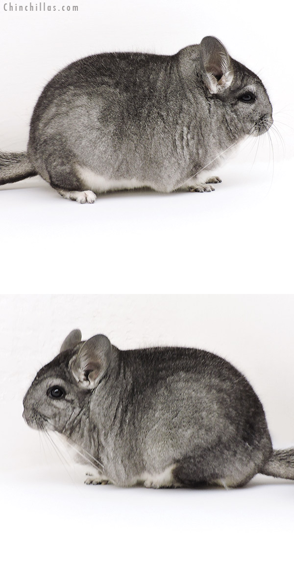Chinchilla or related item offered for sale or export on Chinchillas.com - 18200 Extra Large Blocky Premium Production Quality Standard Female Chinchilla