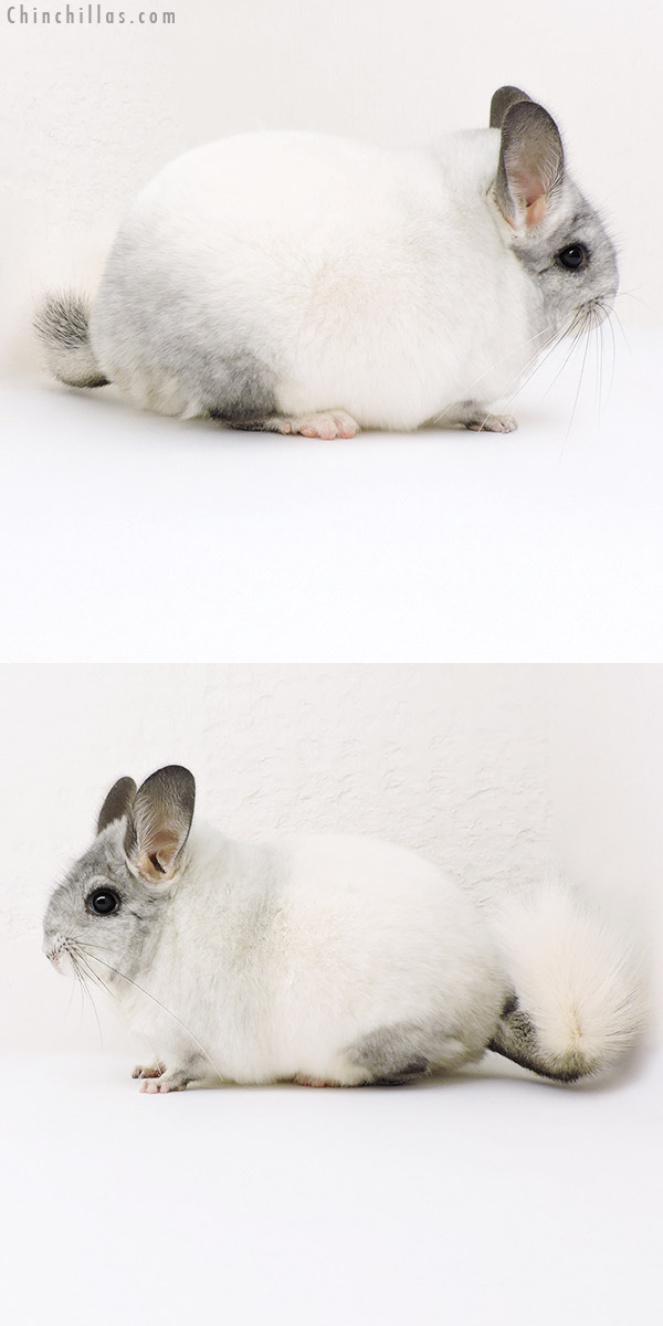 Chinchilla or related item offered for sale or export on Chinchillas.com - 18182 Large Blocky Premium Production Quality White Mosaic Female Chinchilla