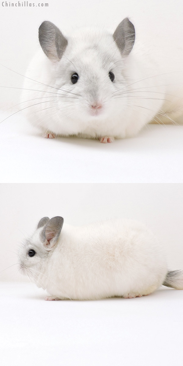 Chinchilla or related item offered for sale or export on Chinchillas.com - 18207 Blocky Premium Production Quality White Mosaic Female Chinchilla