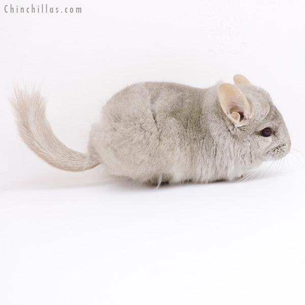Chinchilla or related item offered for sale or export on Chinchillas.com - 19139 Beige  Royal Persian Angora Male Chinchilla