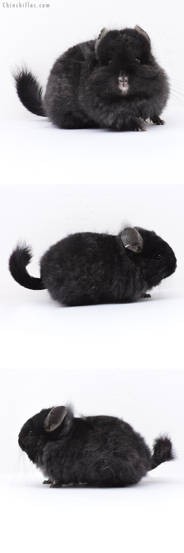 19125 Exceptional Brevi Type  Royal Imperial Angora Female Chinchilla