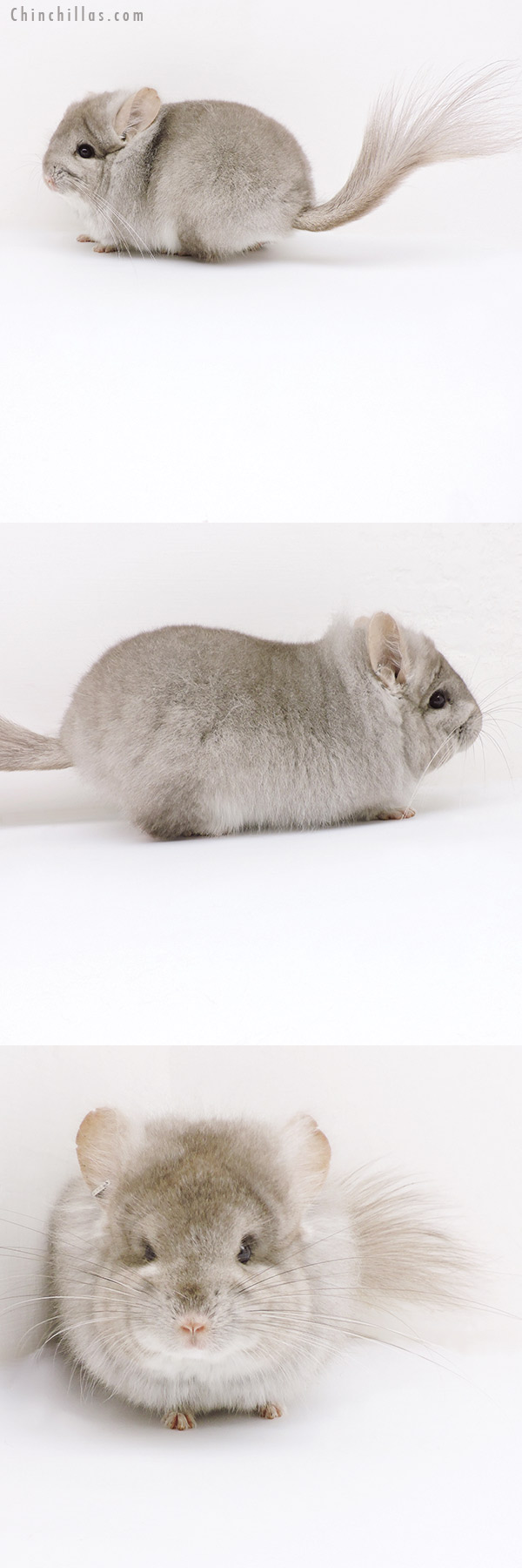 19192 Exceptional Beige  Royal Persian Angora Male Chinchilla with Lion Mane