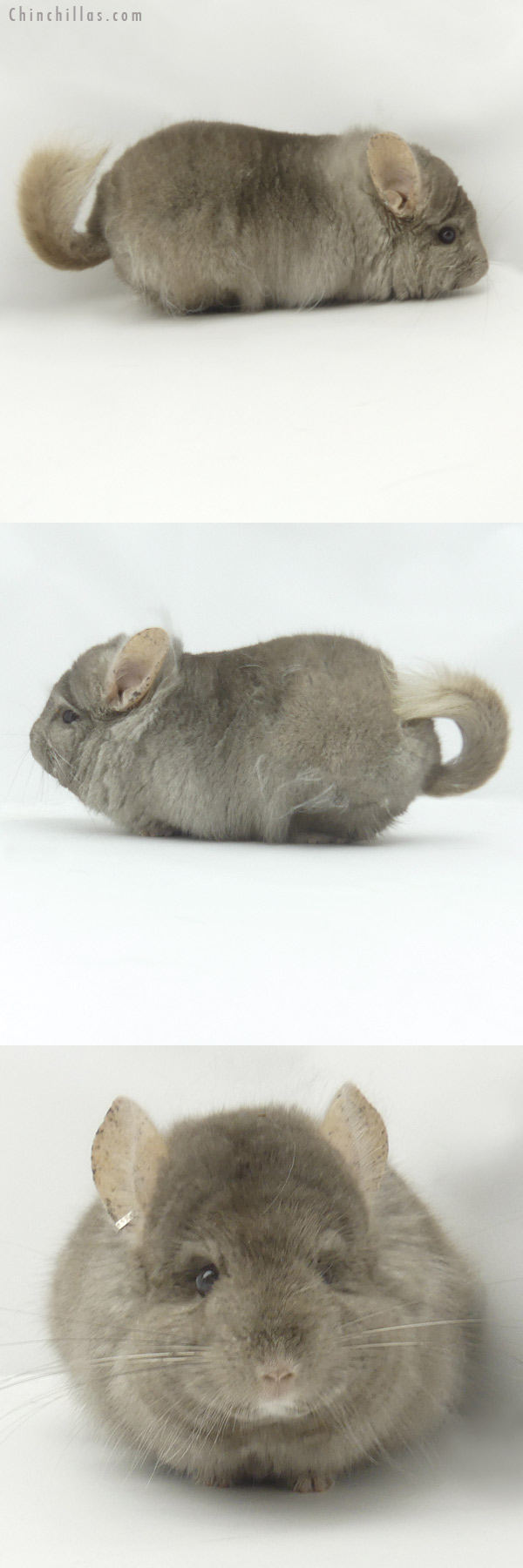 19400 Tan  Royal Persian Angora Male Chinchilla