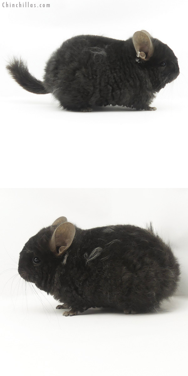 Chinchilla or related item offered for sale or export on Chinchillas.com - 20074 Exceptional Ebony  Royal Imperial Angora Male Chinchilla