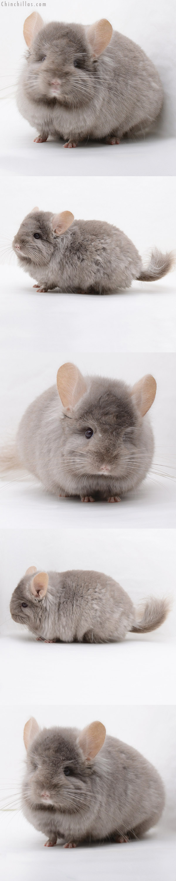 Chinchilla or related item offered for sale or export on Chinchillas.com - 20233 Tan ( Locken Carrier )  Royal Persian Angora Male Chinchilla