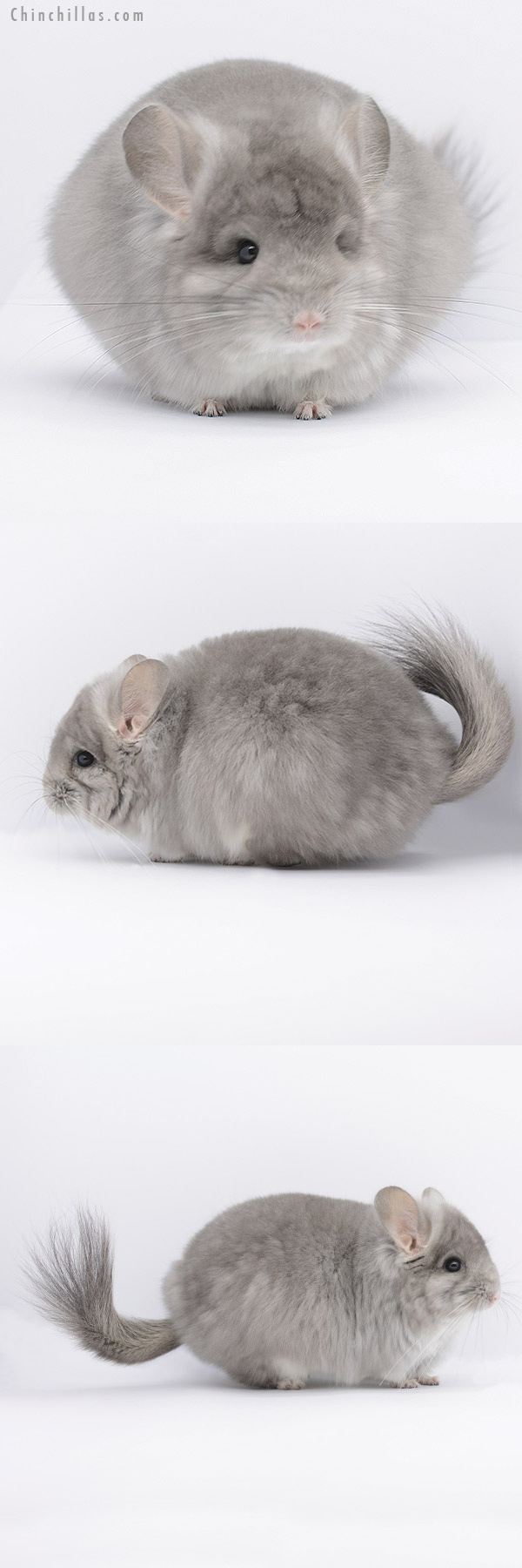 Chinchilla or related item offered for sale or export on Chinchillas.com - 20264 Rare Violet Fading White  Royal Persian Angora Female Chinchilla