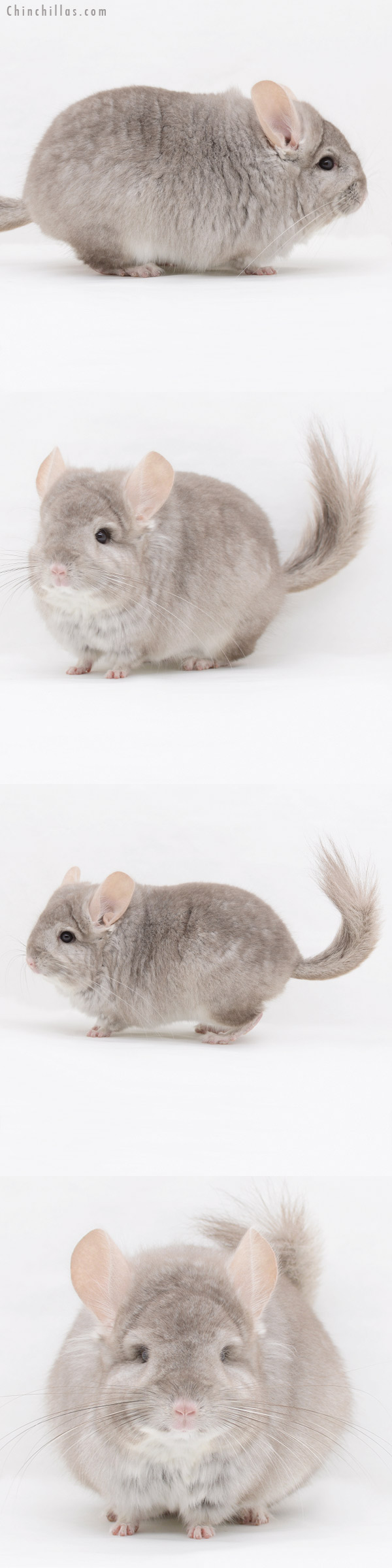 Chinchilla or related item offered for sale or export on Chinchillas.com - 20252 Blocky Beige  Royal Persian Angora Male Chinchilla