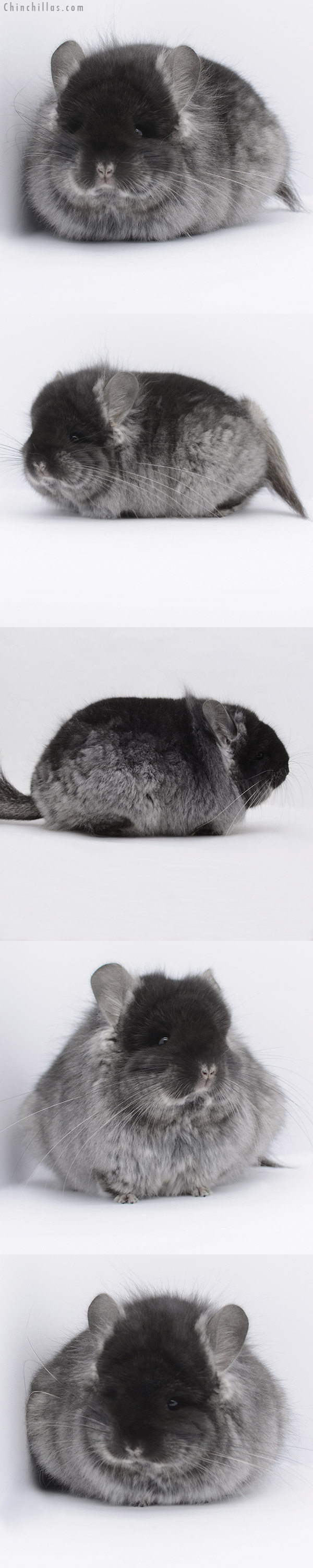 Chinchilla or related item offered for sale or export on Chinchillas.com - 20249 Large Blocky Brevi Type Black Velvet  Royal Persian Angora Female Chinchilla